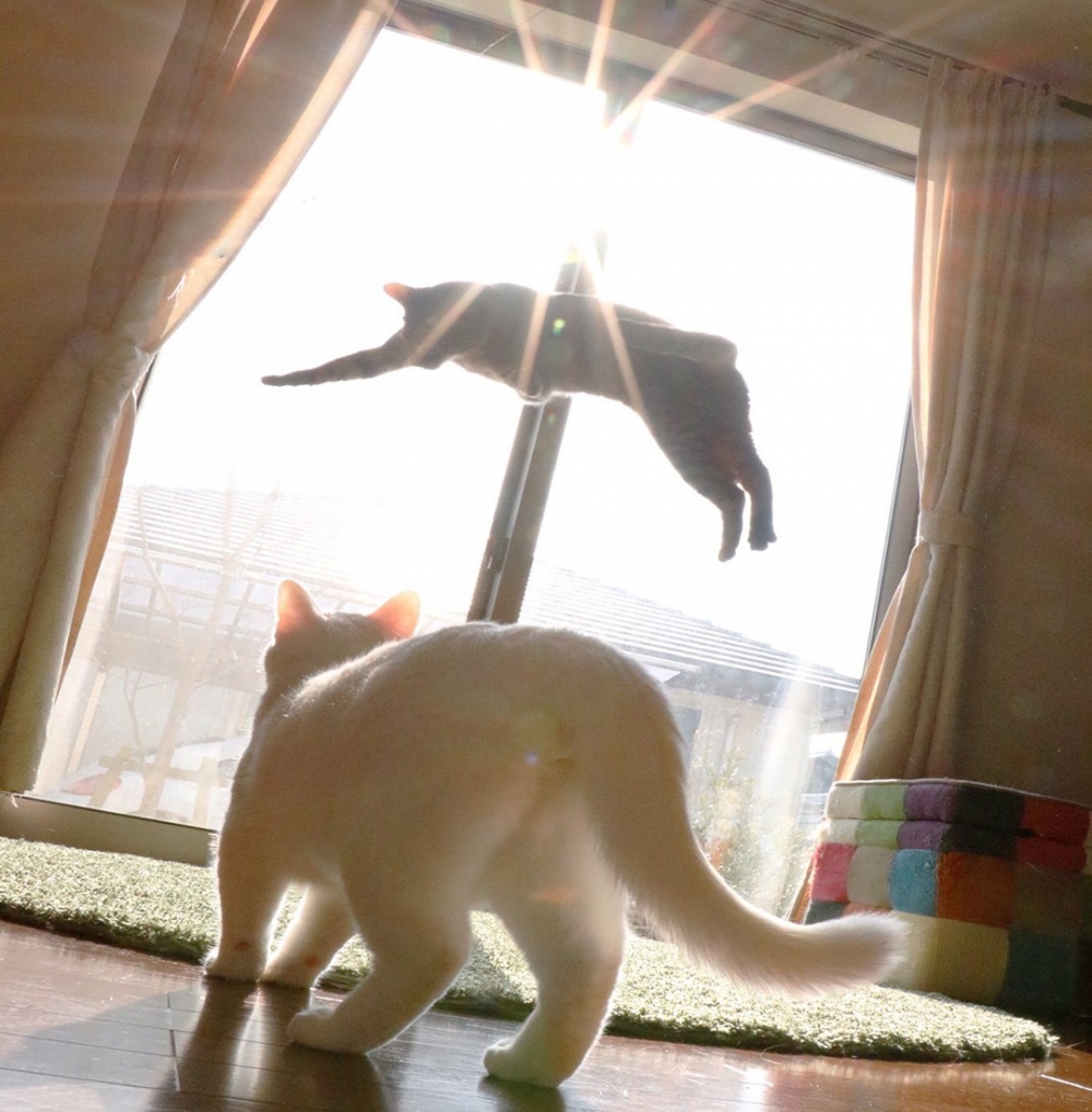 奴才：「我家主子成神啦！？」