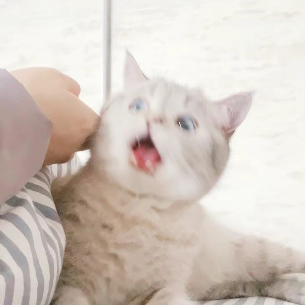 網：「就沒有看過這麼萌的醜照～」