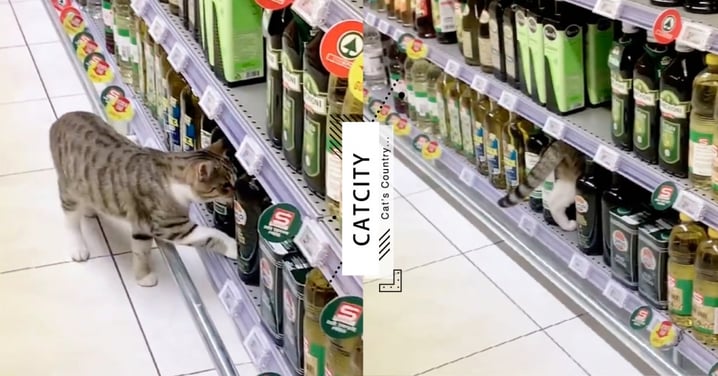 閒逛超市偶遇貓咪同行，表情突變「鑽進貨物架」讓人幻想全開：是有甚麼喵秘道嗎