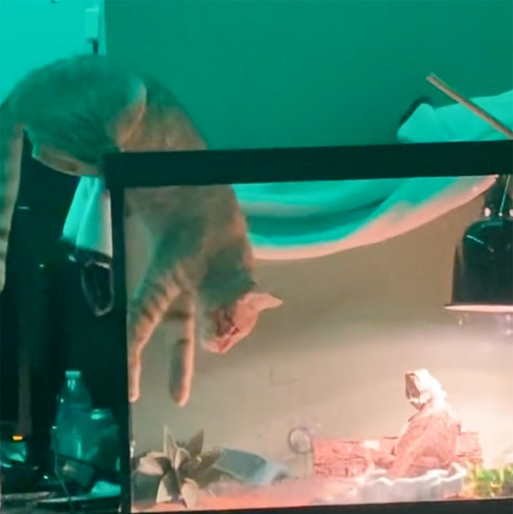 蜥：「救命呀！」