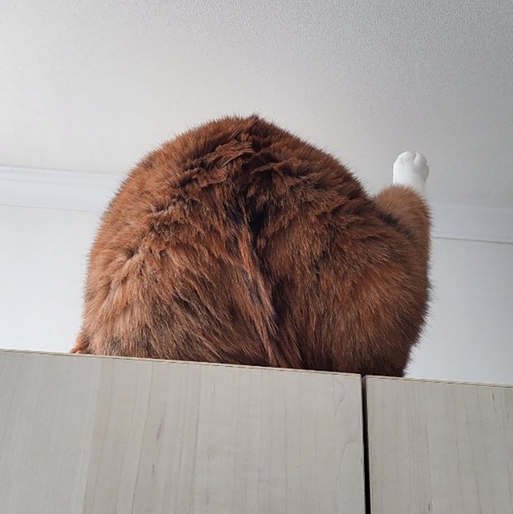 網：「我有點餓了」