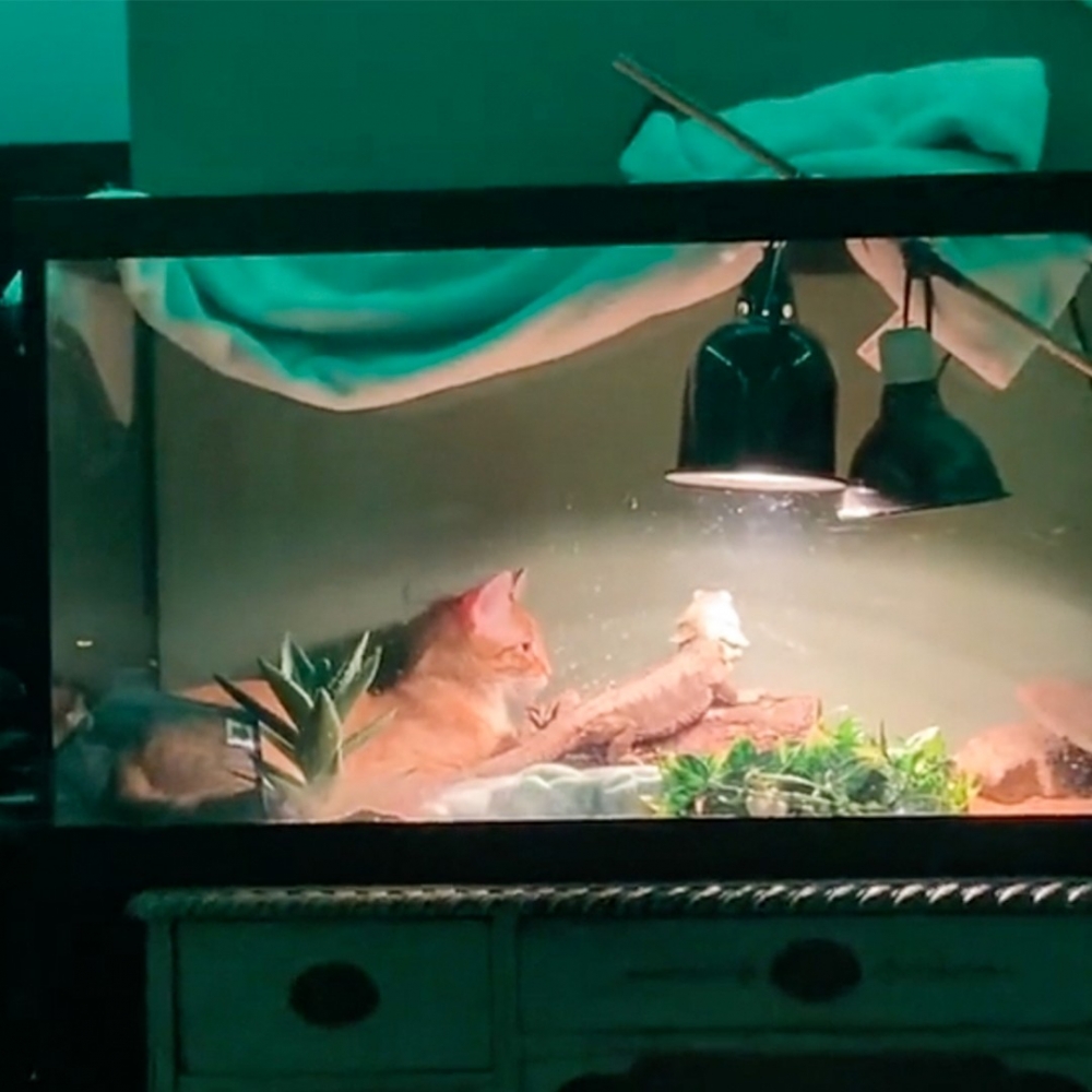 奴才：「好有愛噢～心水❤️」