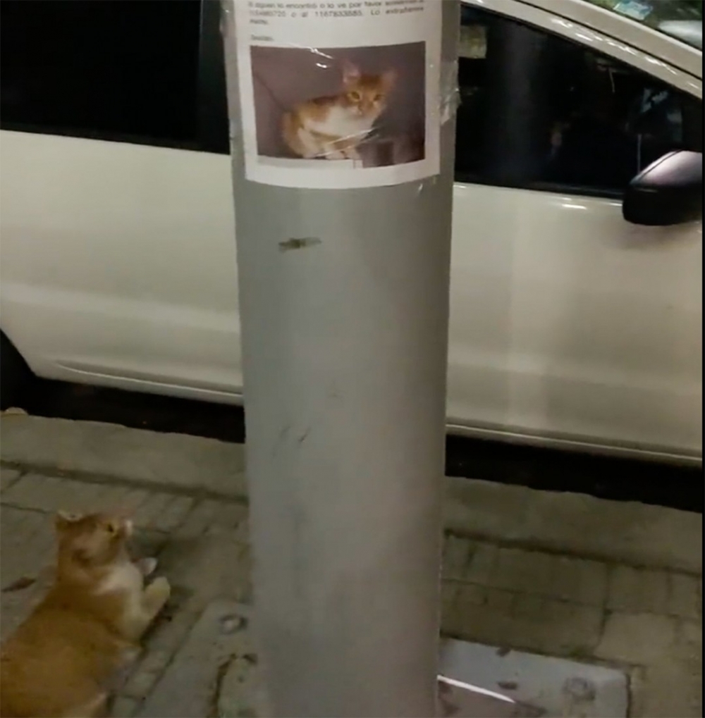 喵:「朕在這裡喔!」