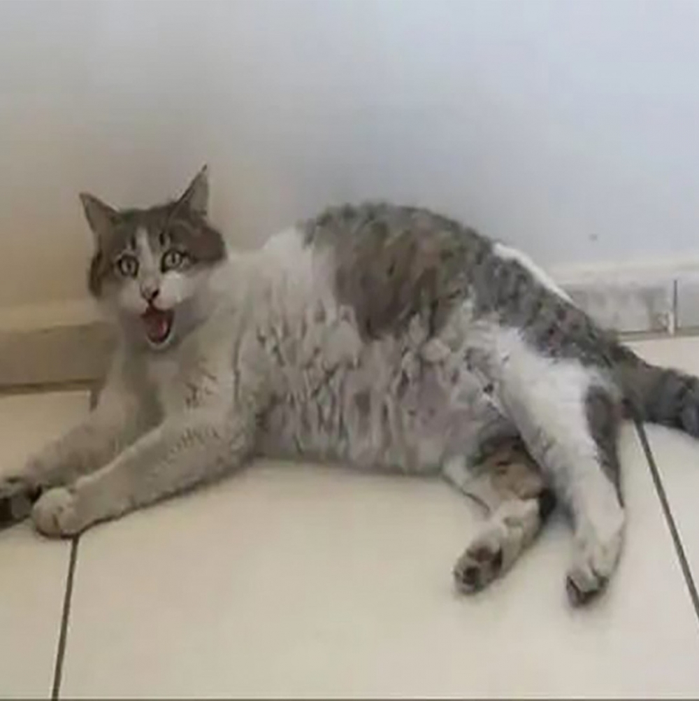 失去力氣的浪浪