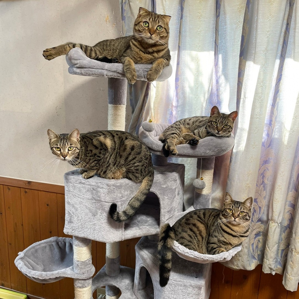 喵：「這樣才對嘛！」