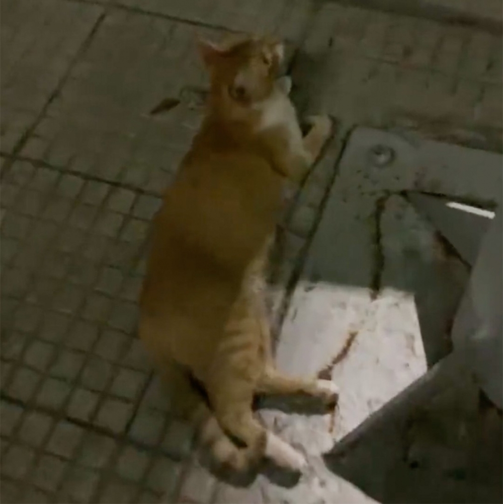 網:「好聰明的貓咪!」