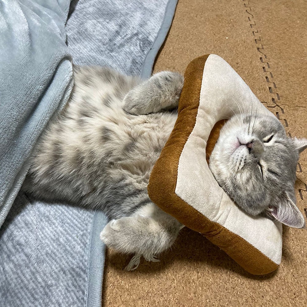 放鬆極了的主子