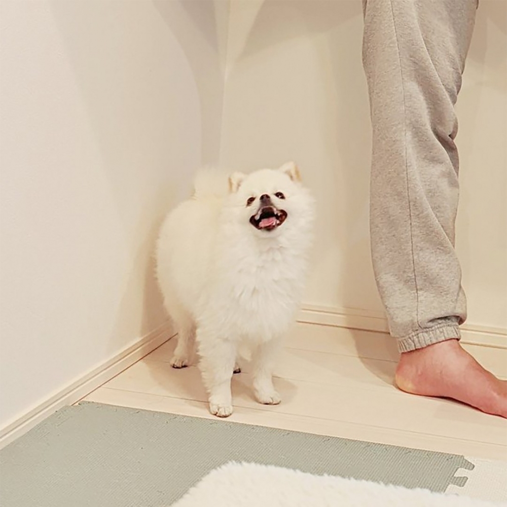 笑得不亦樂乎的汪星人