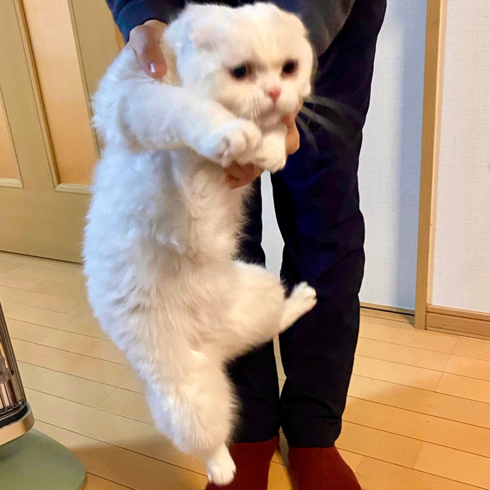 討厭到小貓臉都垮了~