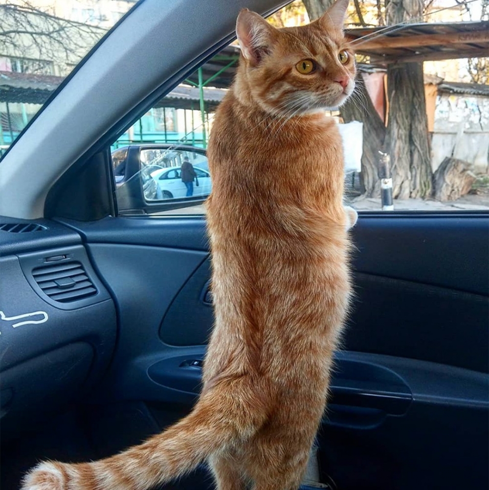 喵：「今天也會努力上班的！」