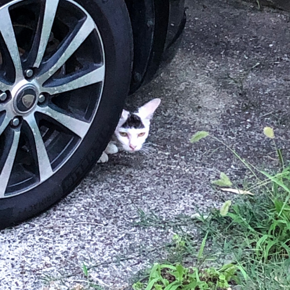 推主：「這箭頭怎麼似成相似呢」