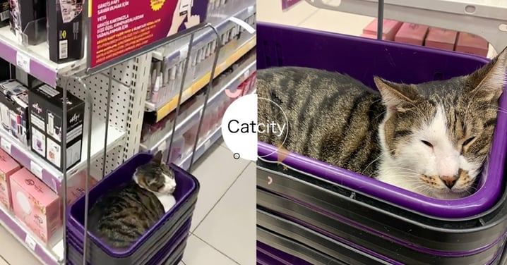 店家哭哭！虎斑貓霸佔購物籃變自家「貓窩」，網友購物被阻爆笑：牠在幫我省錢欸