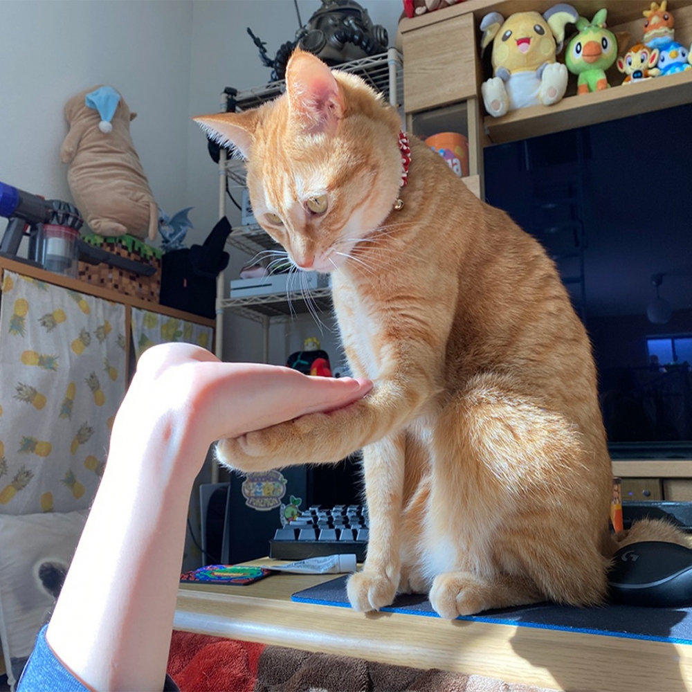 喵：「來～學握手！」