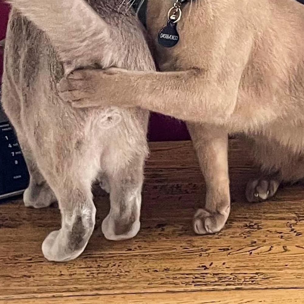 喵：「還是走光了?」