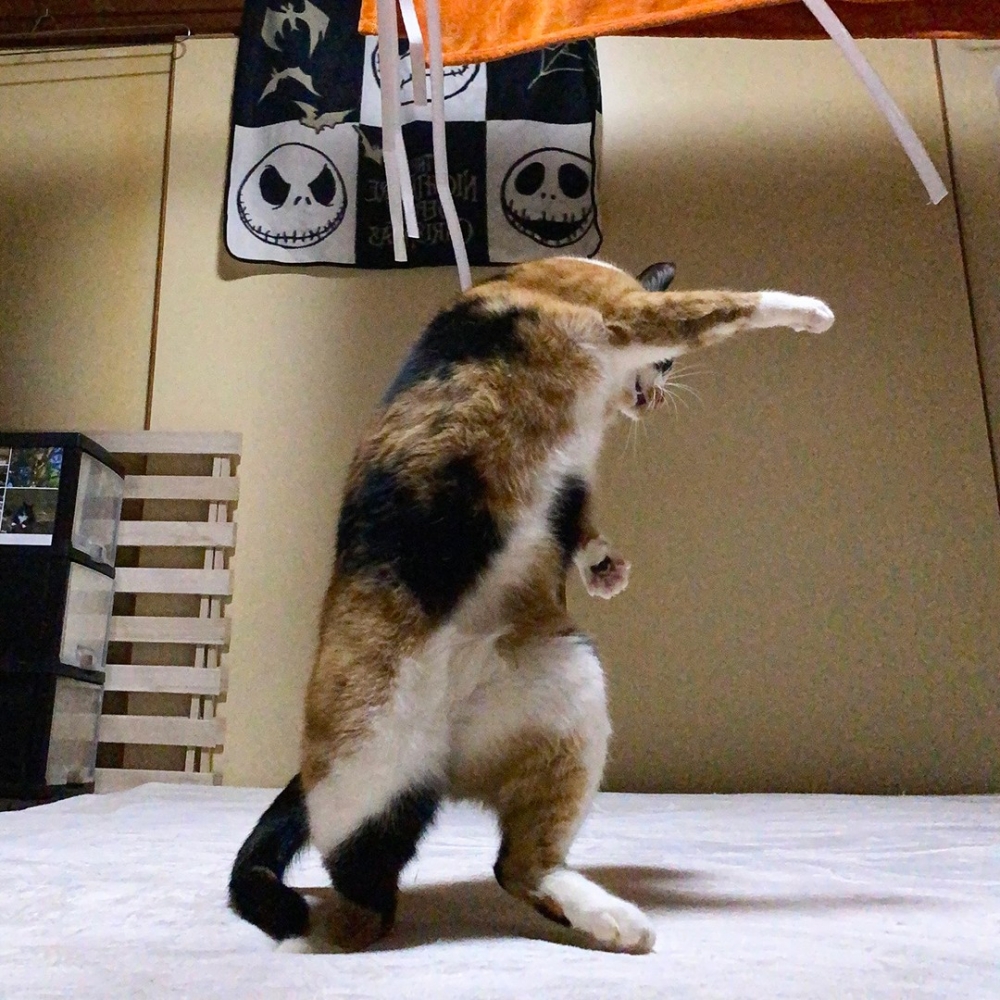 喵:「朕就是這條街最帥的崽!」