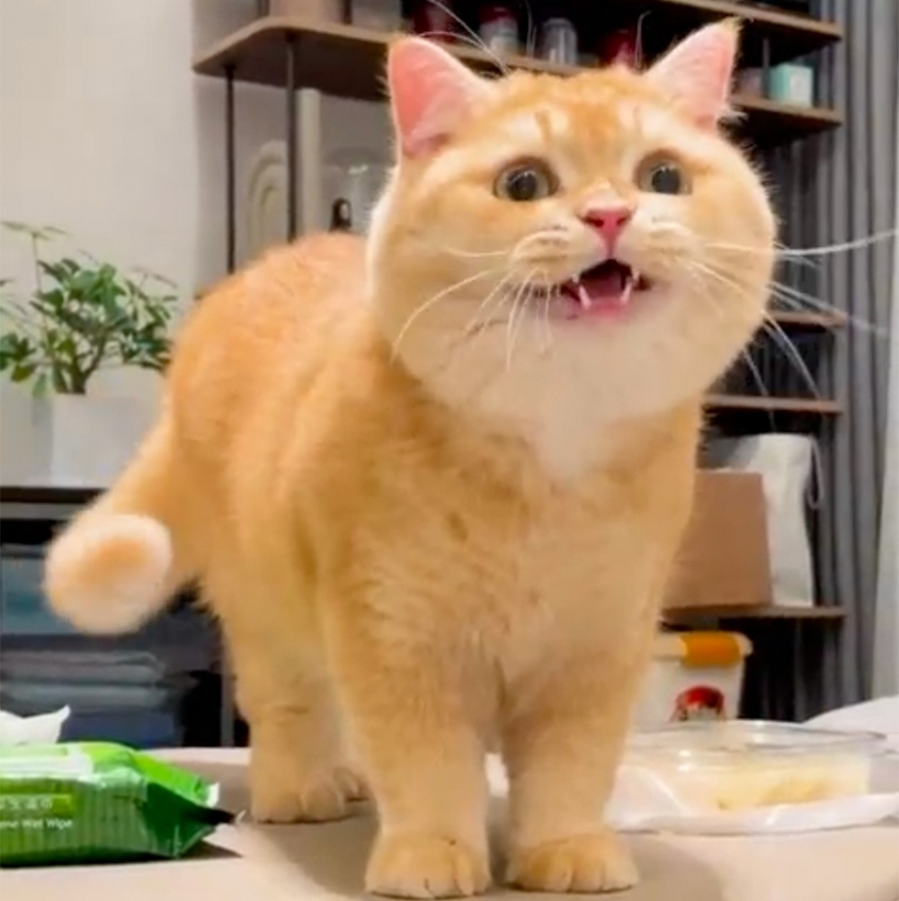 喵:「喵~喵~喵~~」