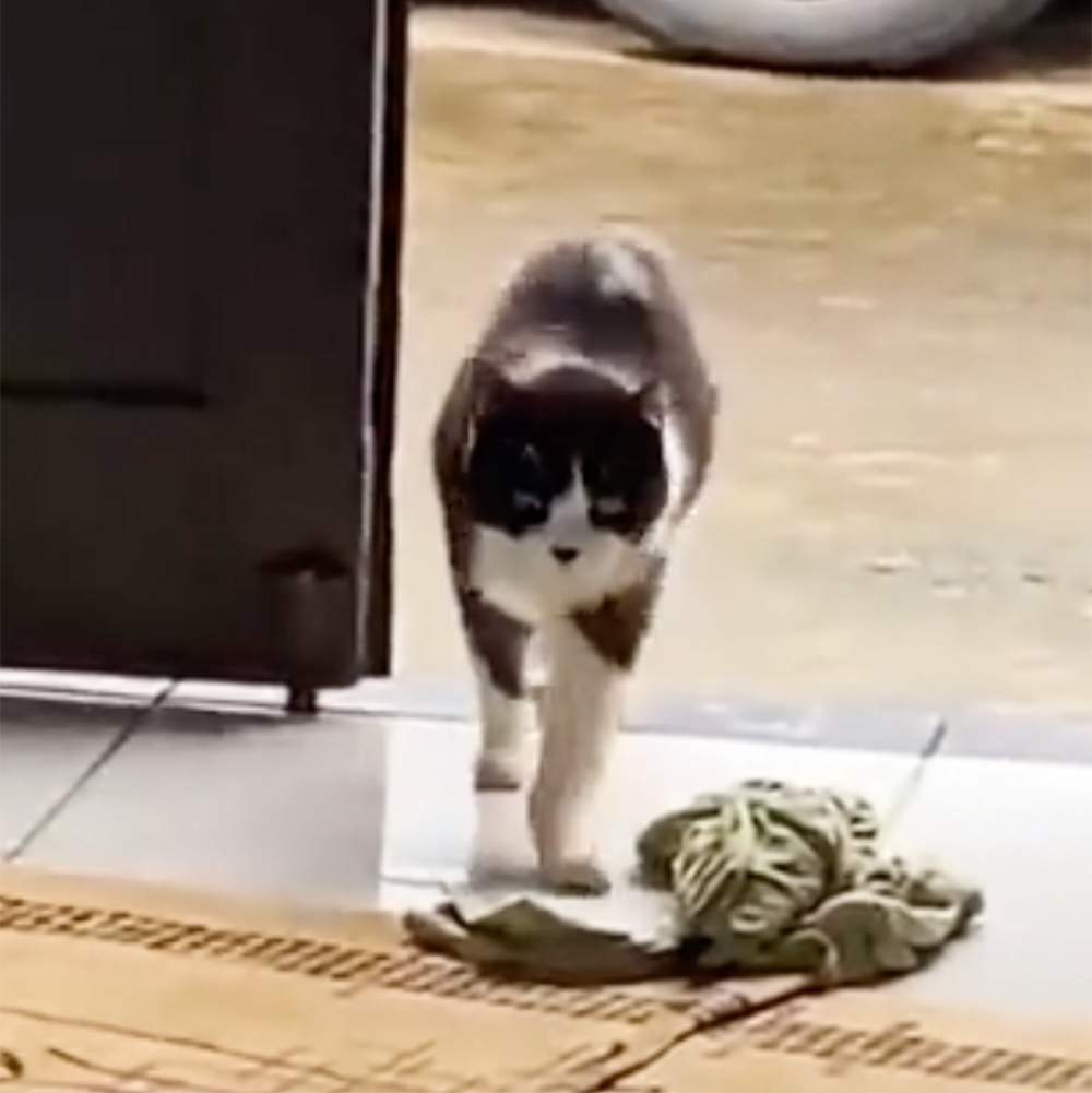 奴才：「白擔心一場了?」