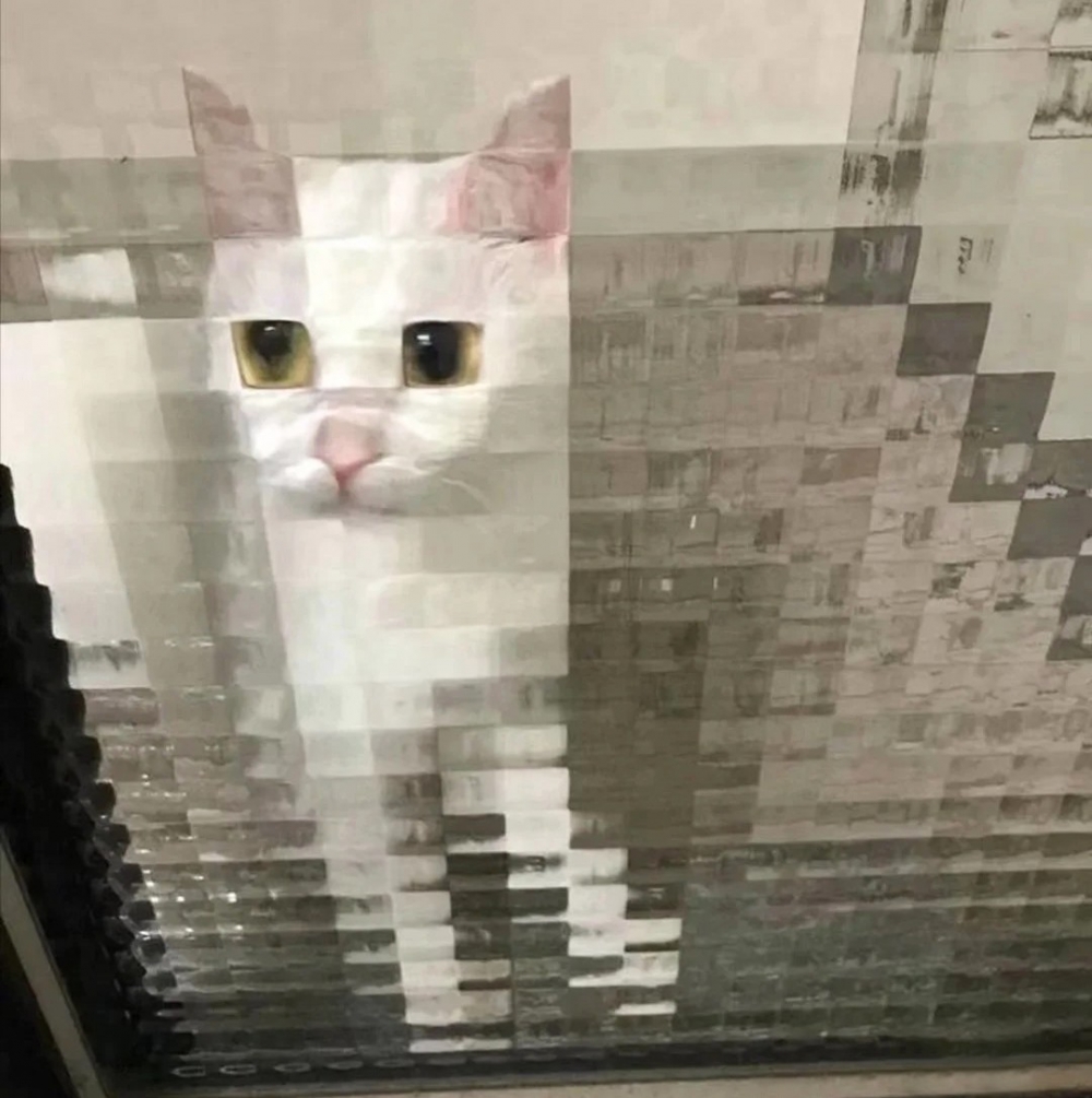 方格玻璃+貓咪=超得意！