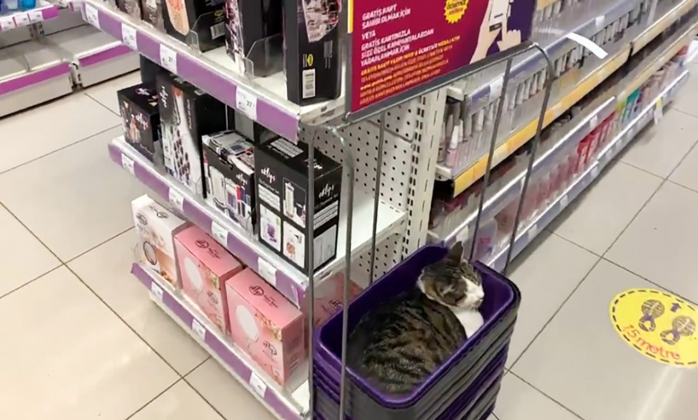 奴才：「是要我怎麼買東西啦XD」