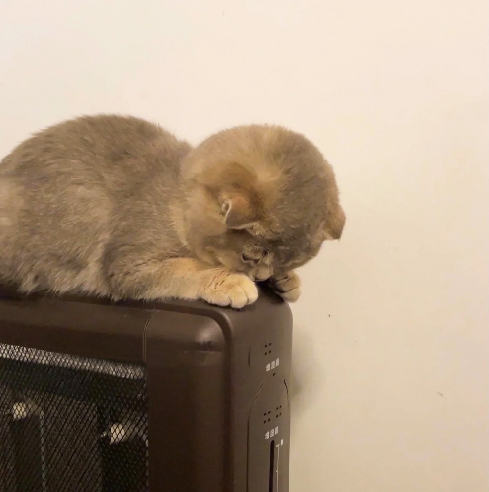 奴才：「這是整隻喵都要融進暖氣了了XD」