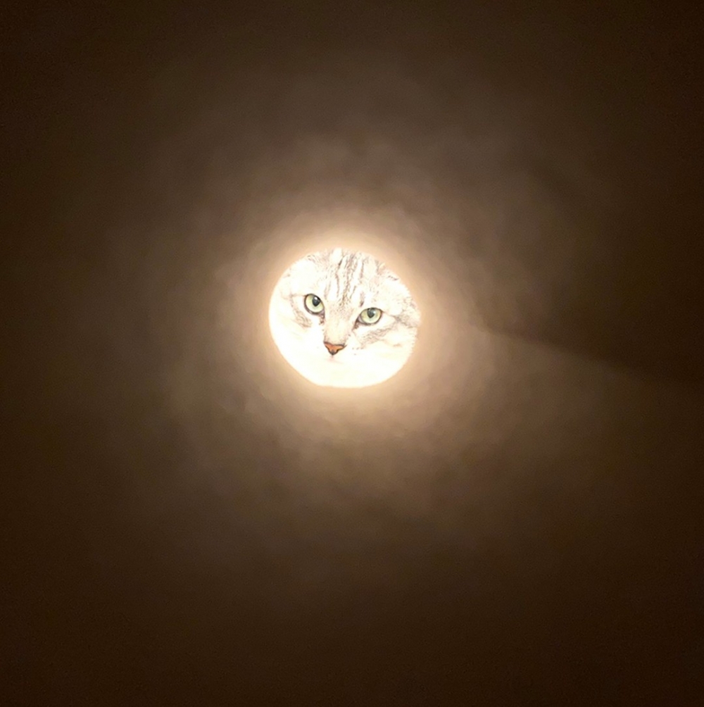 月亮上長出了一隻喵🐱