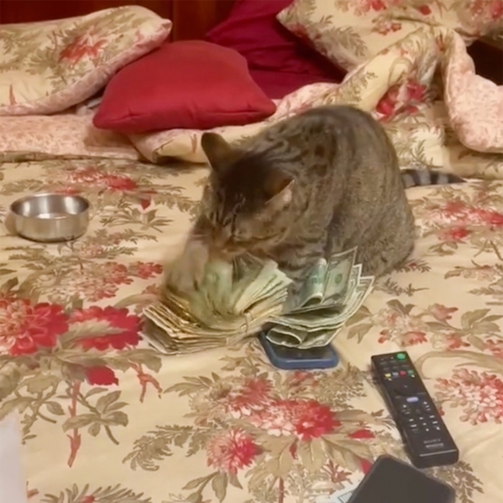 喵：「這些都可以換成罐罐～❤️」