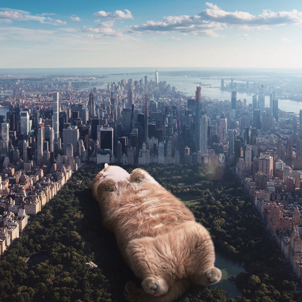 來一波「惡搞主子照」！