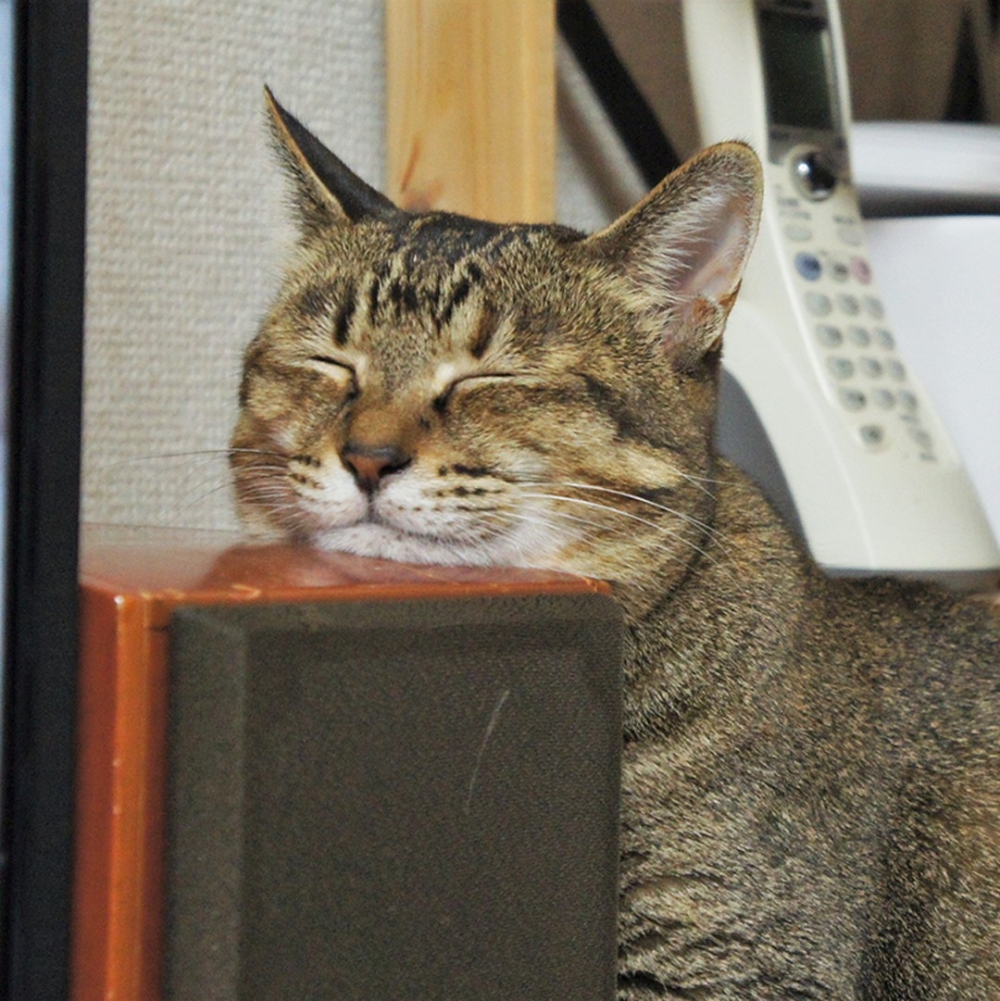 喵：「舒服啦～～」