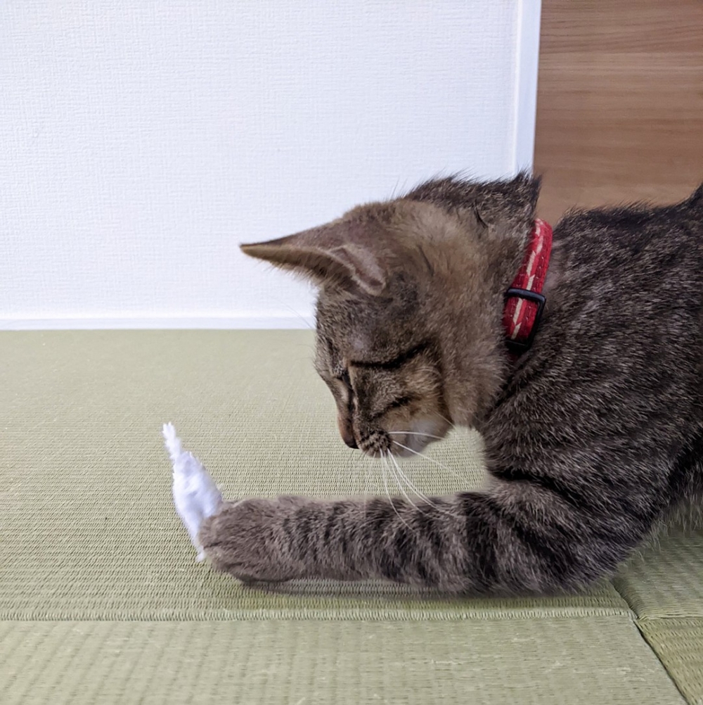 一爪子KO