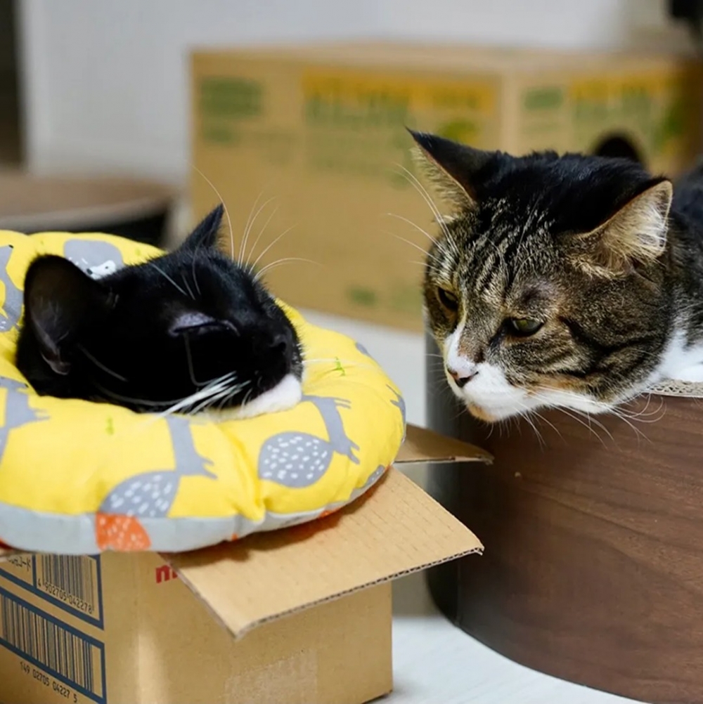 兩隻「小可愛」一同框就變成「大可愛」❤️