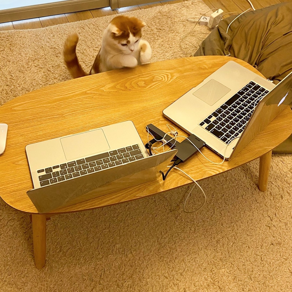 喵：「要自己賺錢買罐罐了！」