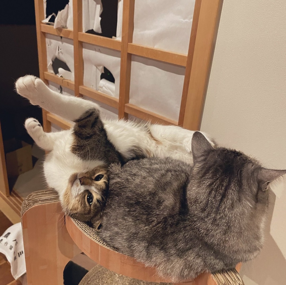 喵：「撒個嬌給你～別生氣啦」