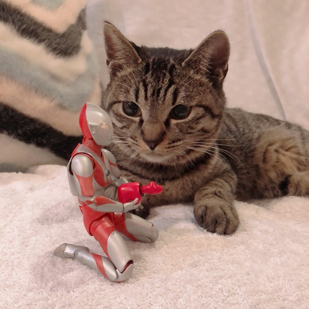 喵：「朕只是旁觀不上爪～」