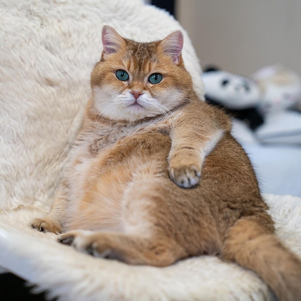 好像又胖了一圈的大橘