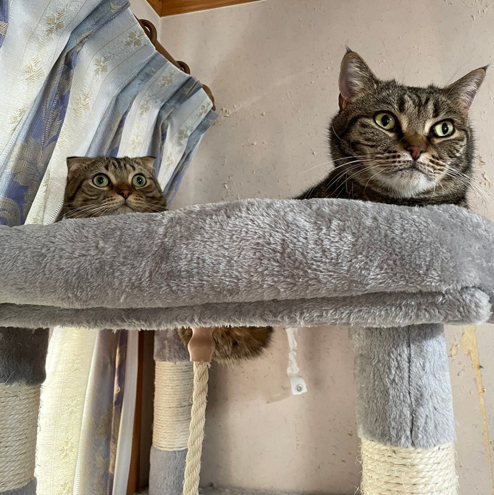 後頭喵：「朕沒看到～絕對看不到下面的肉肉噢」