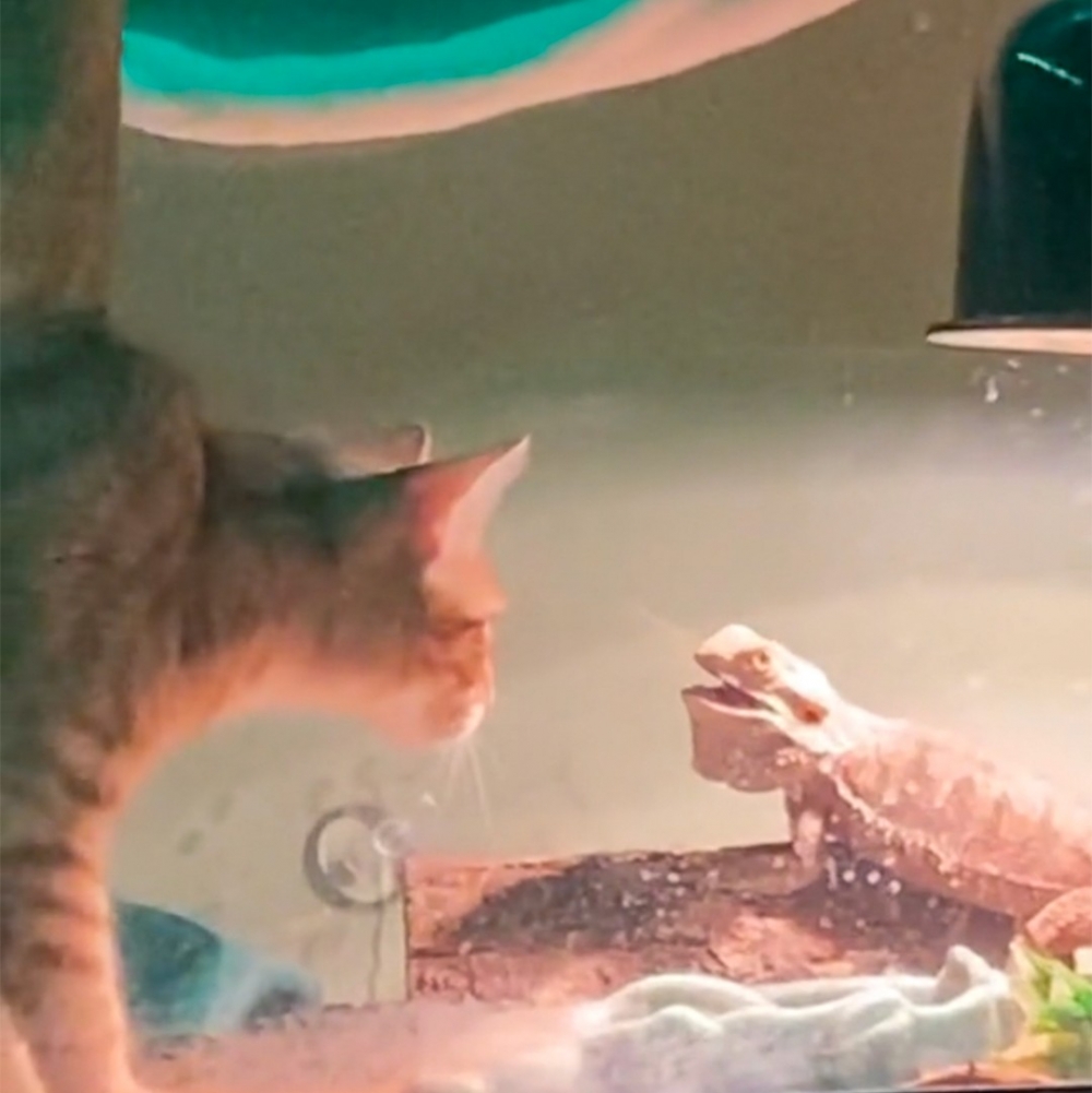 喵：「雕蟲小技！朕才不怕～」