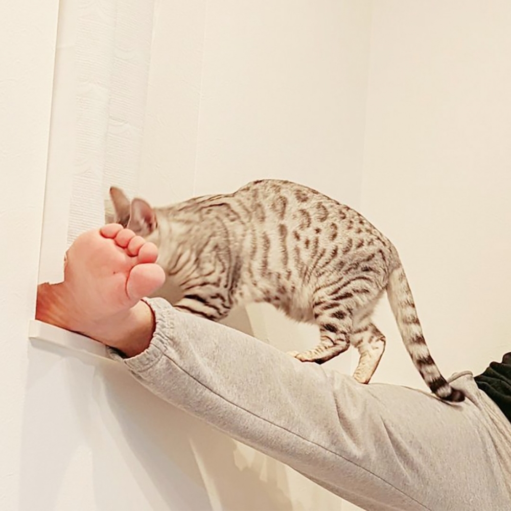 玩得不亦樂乎的喵星人