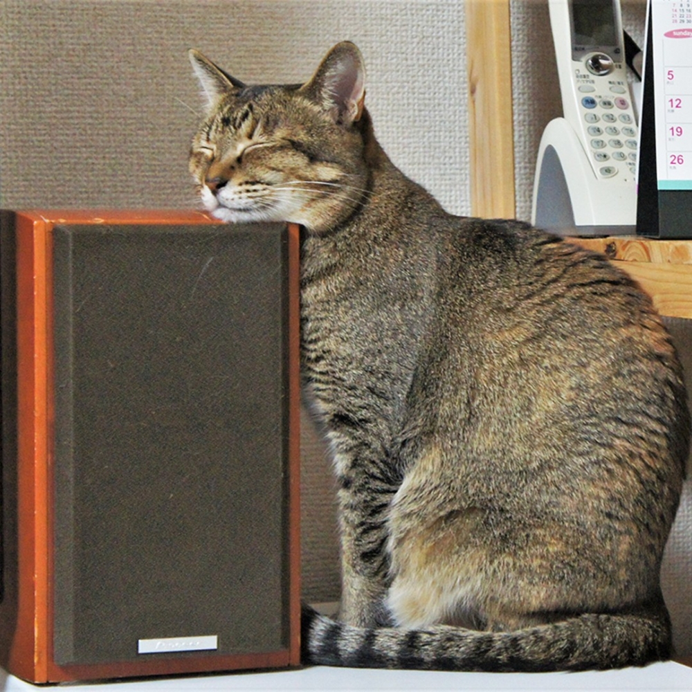 喵：「這個地點朕看很久啦！」