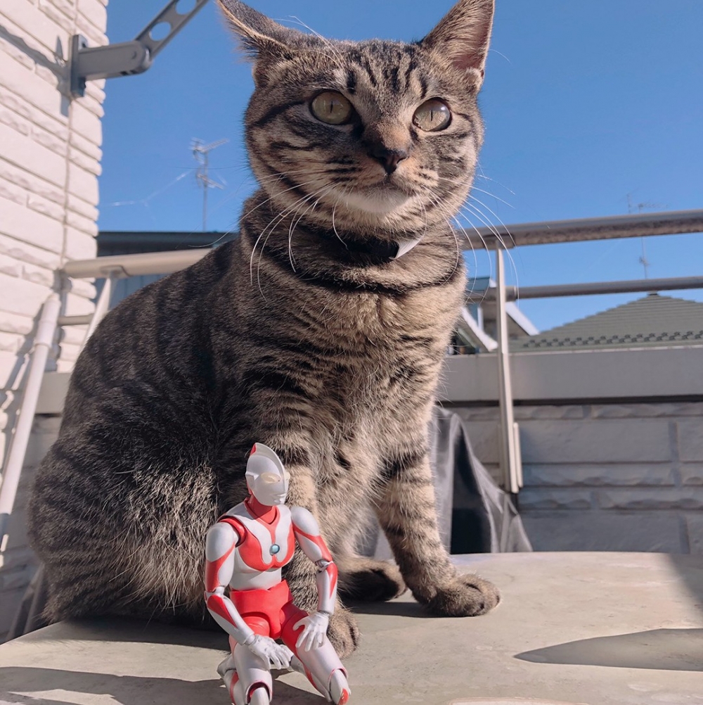 奴才：「你不要再破壞沙發，我就很感動了～」