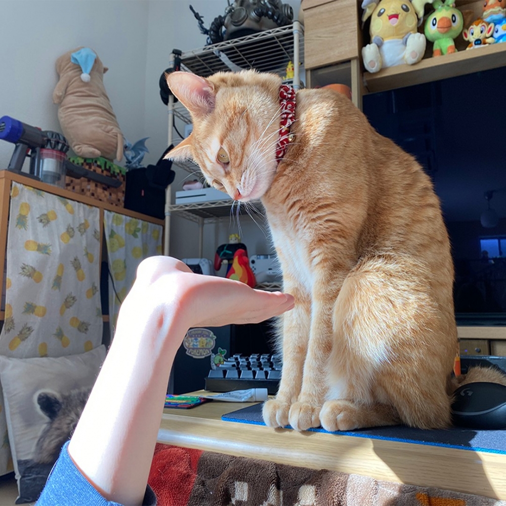 喵：「容朕思考一下」