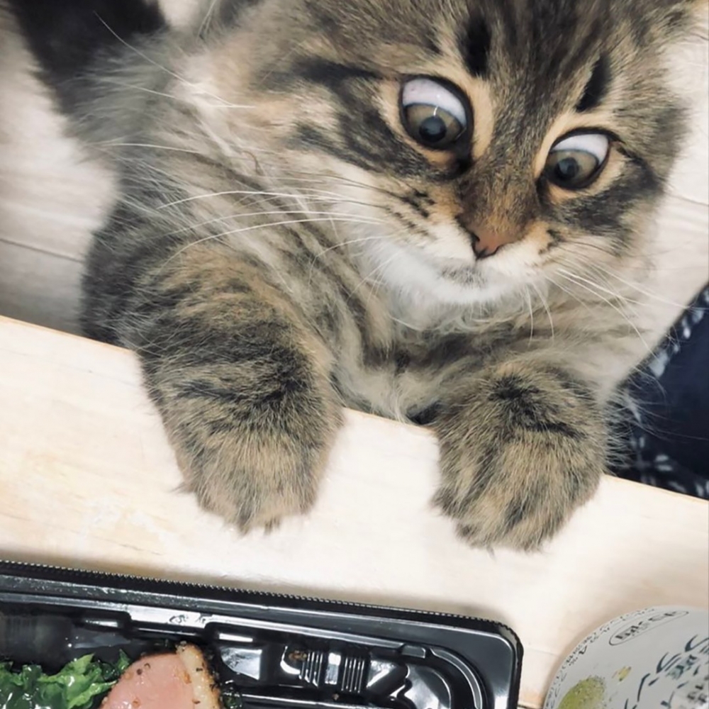 喵：「這···這是什麼喵間美味！」