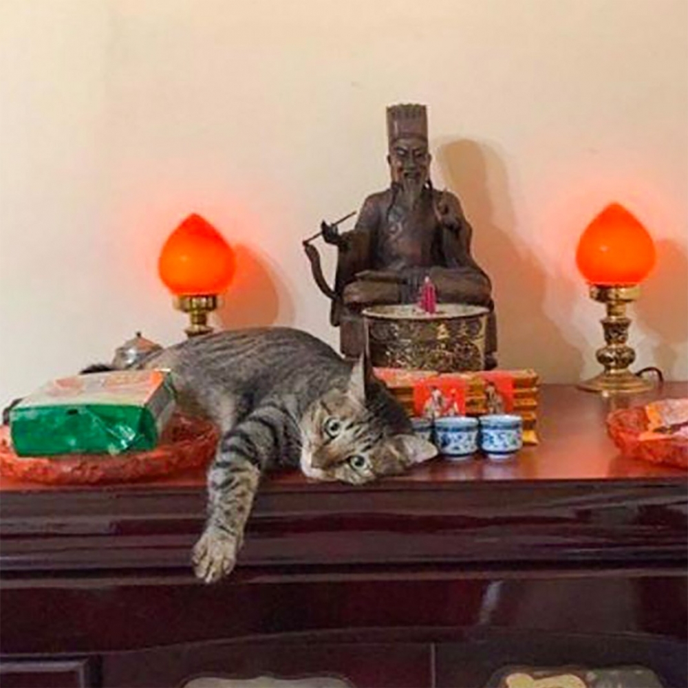 喵:「朕今天也要賴在這裡~」