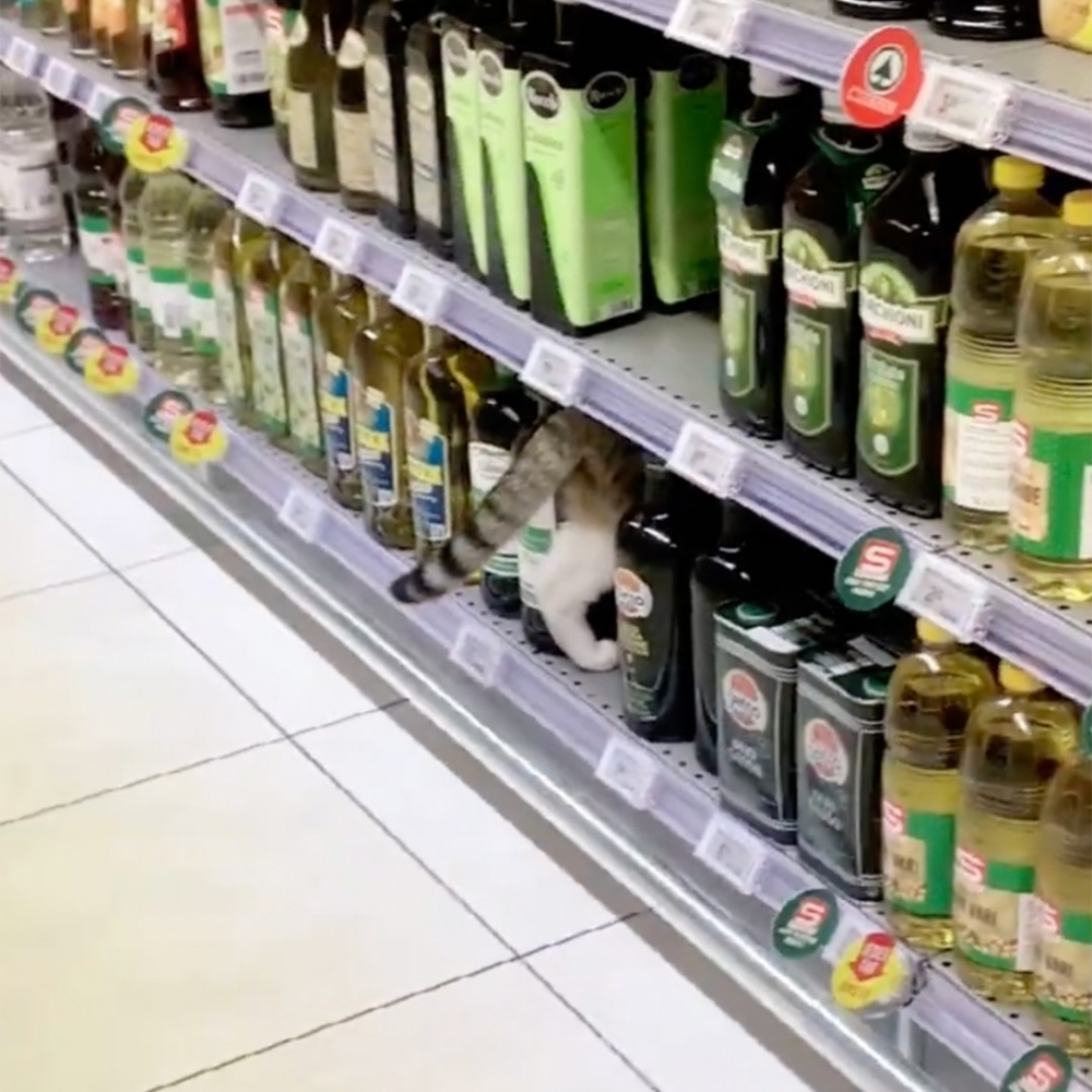 喵：「這裡不許拍了！」