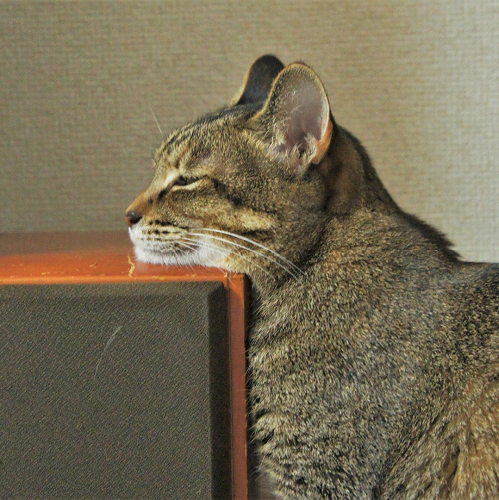 喵：「朕聰明吧！」