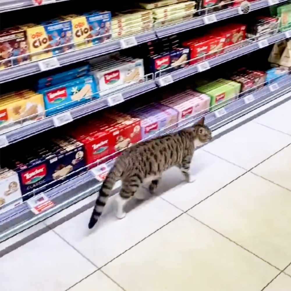 喵：「日常巡視而已啦～」