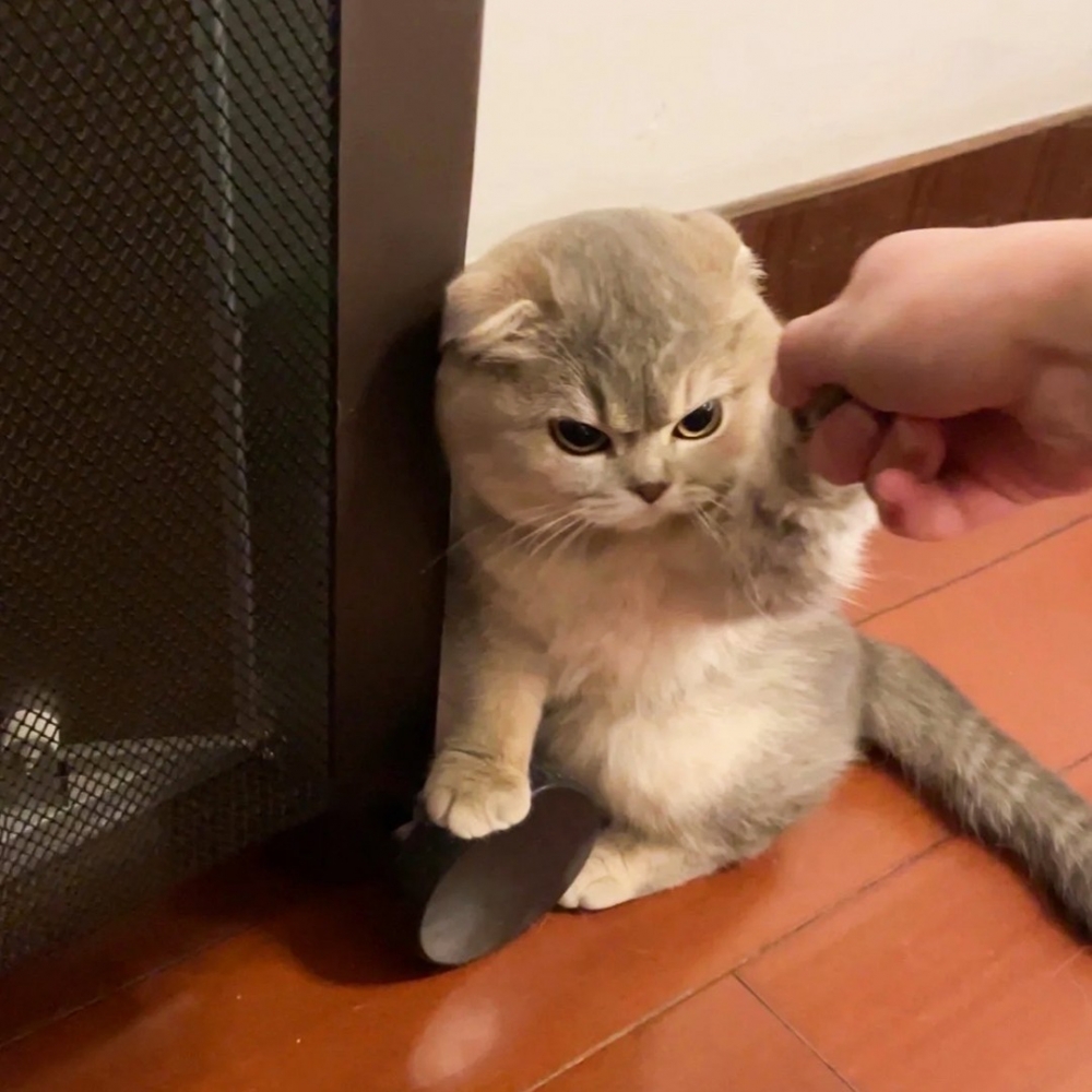 喵：「就要暖氣！窩就要暖氣！！！」