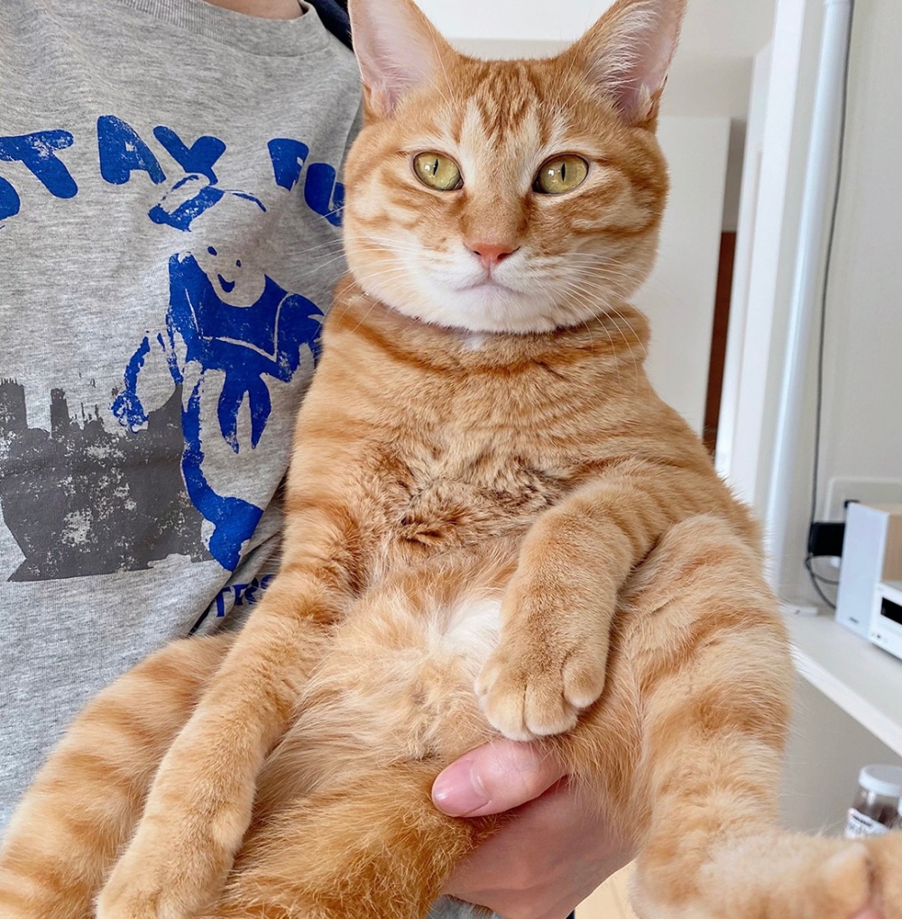 喵：「這家就靠朕了！」