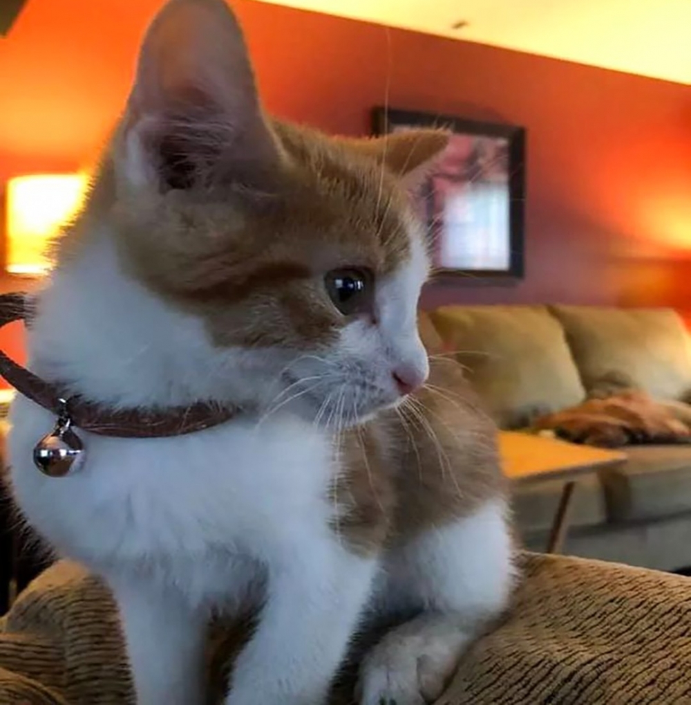 身體變得圓潤的喵主子~