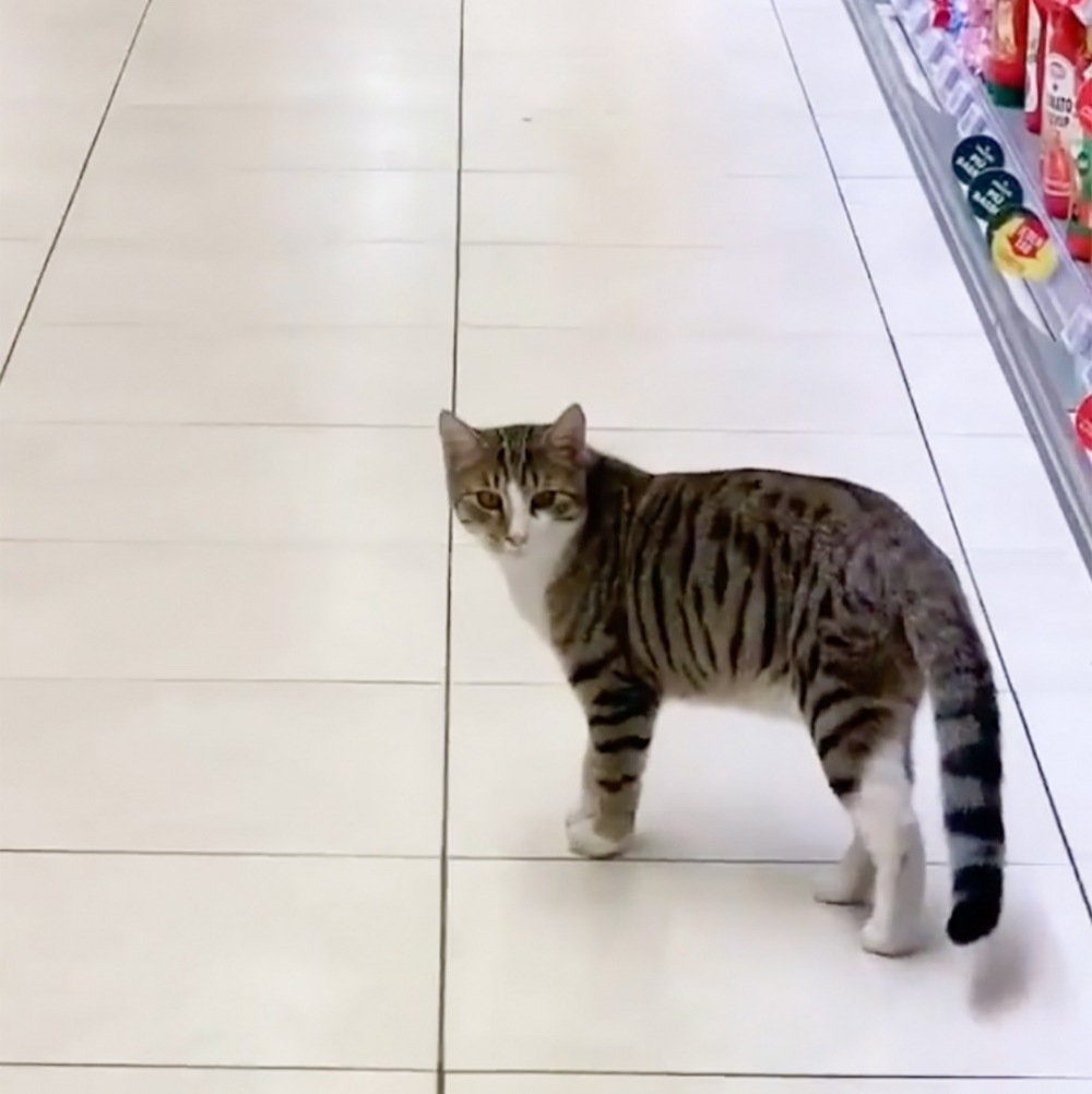 左顧右盼的小貓咪