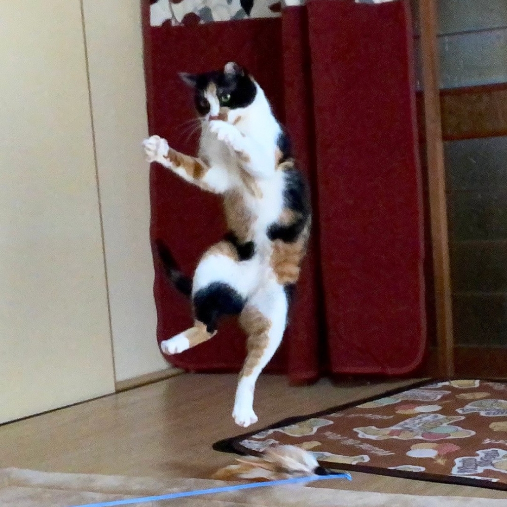 奴才：「我家的貓是不是偷看了倚天屠龍傳呀？」